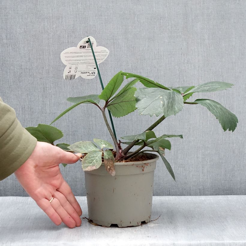 Amostra de Hellébore orientale ViV Scarletta Vaso de 1 L/1,5 L tal como entregue no inverno