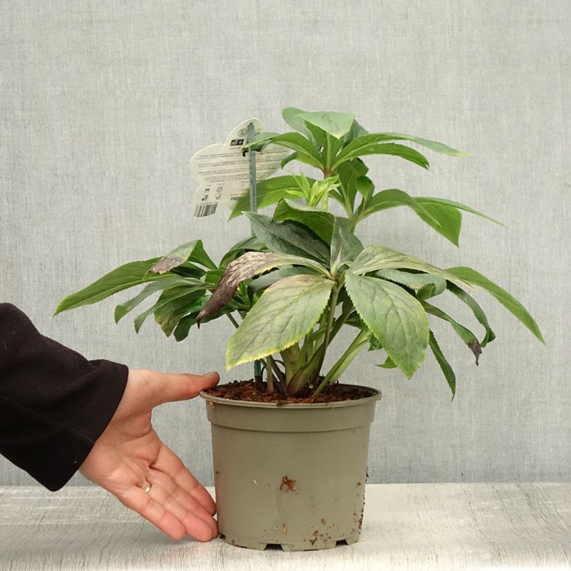 Amostra de Helleborus orientalis ViV Serafina Vaso de 2 L/3 L tal como entregue no outono