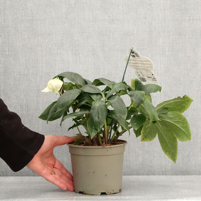 Amostra de Hellébore orientale ViV Serafina Vaso de 2 L/3 L tal como entregue no inverno