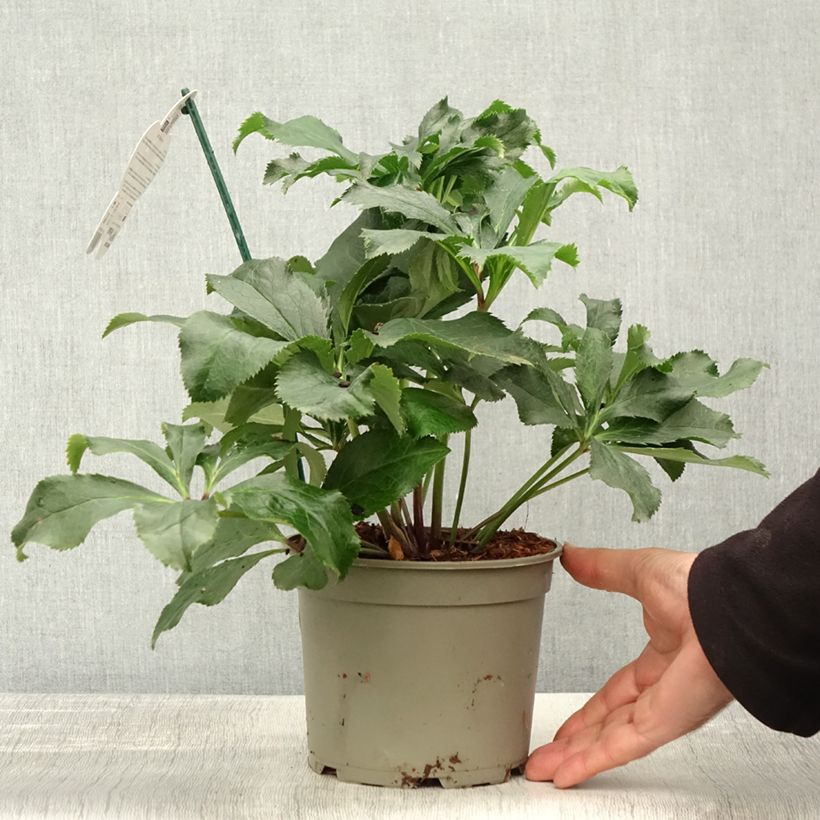Amostra de Helleborus orientalis ViV Stefania Vaso de 2 L/3 L tal como entregue no outono