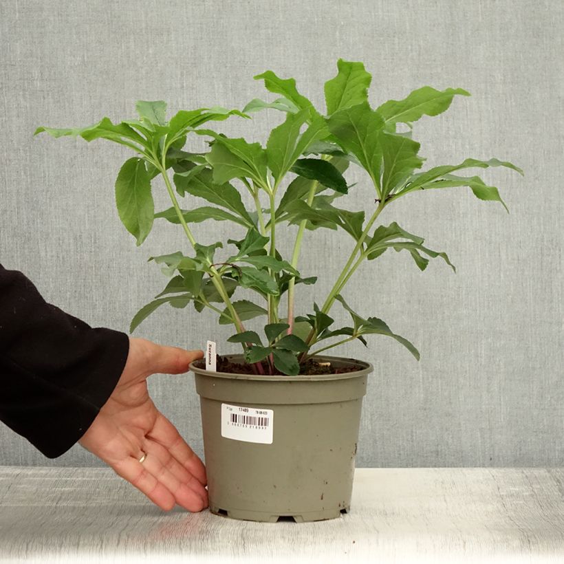 Amostra de Helleborus orientalis ViV Suzanna Vaso de 2 L/3 L tal como entregue no outono