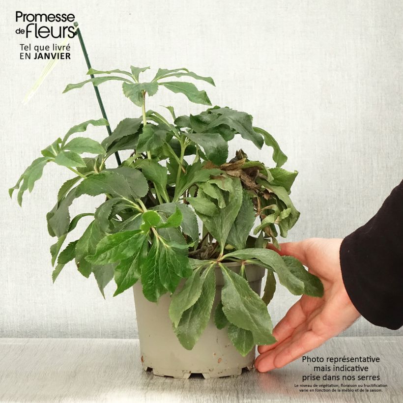 Amostra de Hellébore orientale ViV Suzanna Pot de 2L/3L tal como entregue no inverno
