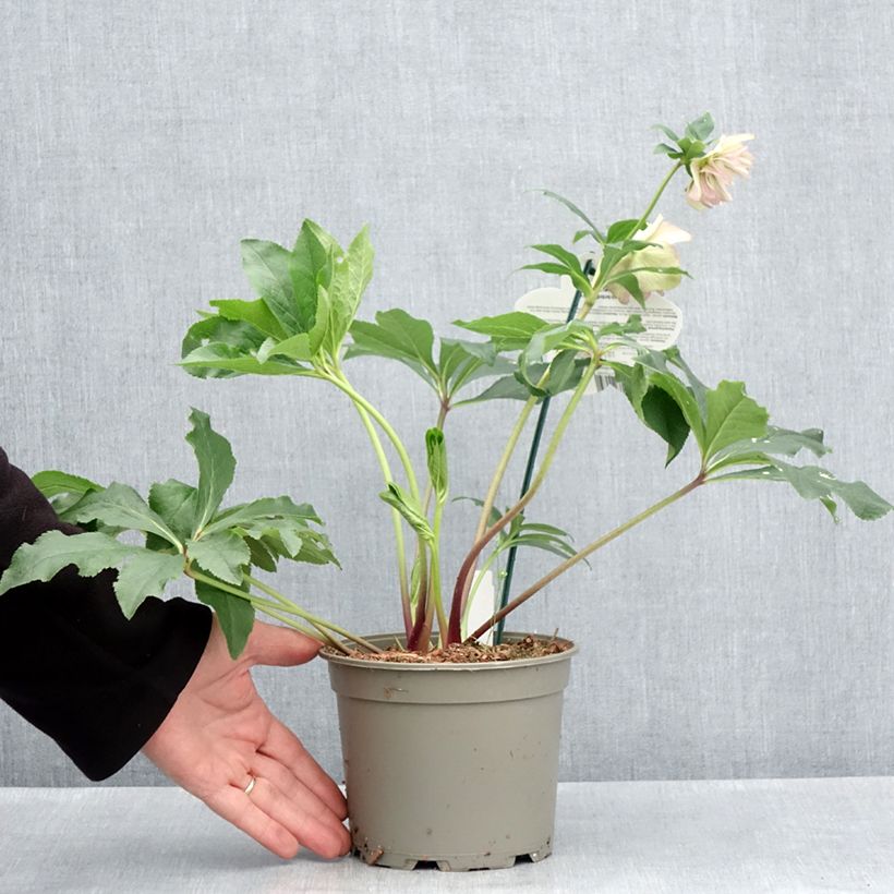 Amostra de Helleborus orientalis ViV Suzanna Vaso de 2 L/3 L tal como entregue na primavera