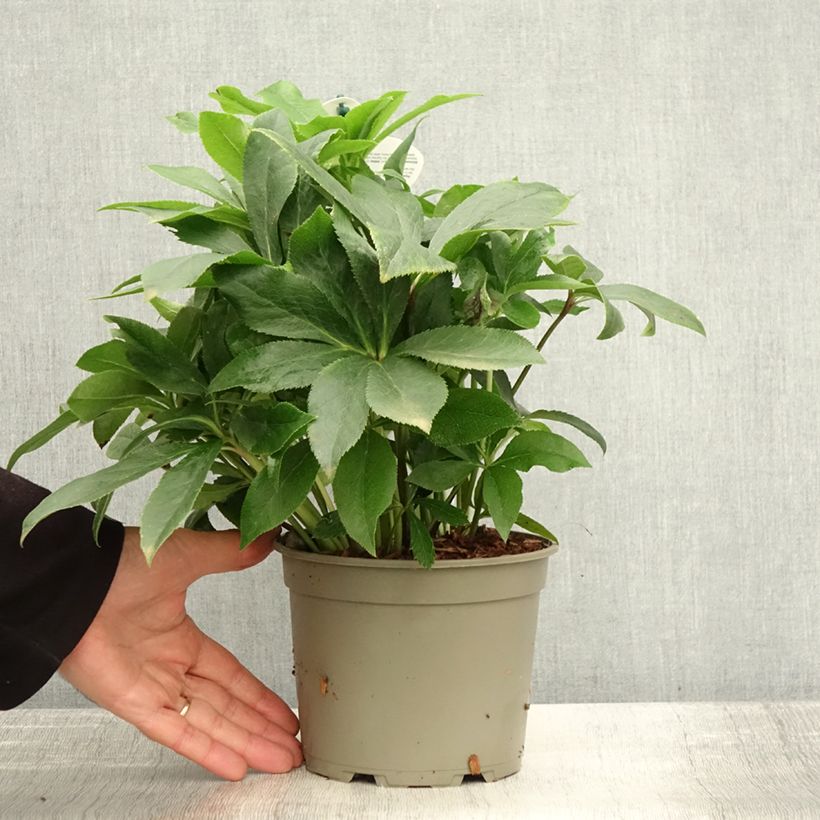 Amostra de Helleborus orientalis ViV Teresa Vaso de 2 L/3 L tal como entregue no outono