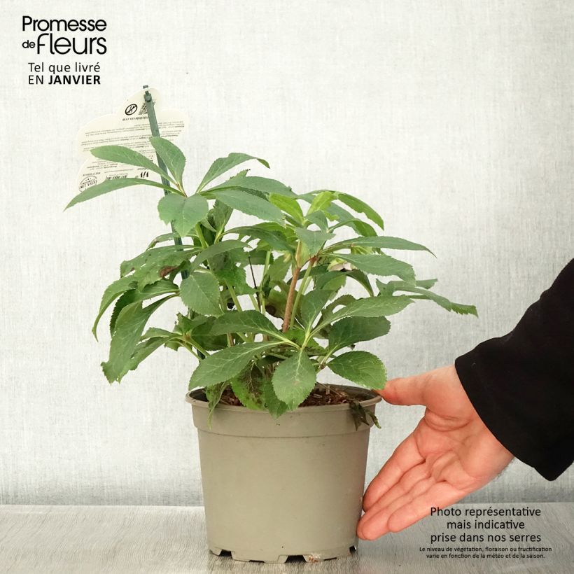 Amostra de Hellébore orientale ViV Teresa Vaso de 2 L/3 L tal como entregue no inverno