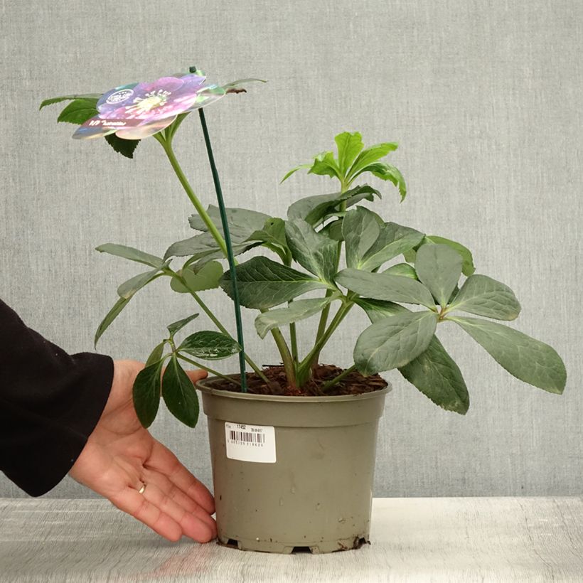 Amostra de Helleborus orientalis ViV Valentina Vaso de 2 L/3 L tal como entregue no outono
