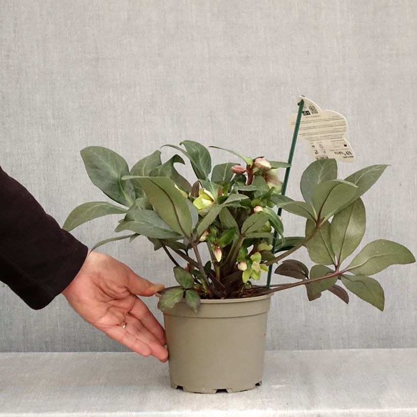Amostra de Helleborus orientalis ViV Valeria Vaso de 2 L/3 L tal como entregue no outono