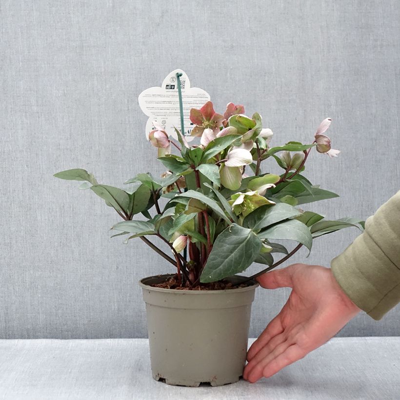 Amostra de Hellébore orientale ViV Valeria Vaso de 1 L/1,5 L tal como entregue no inverno