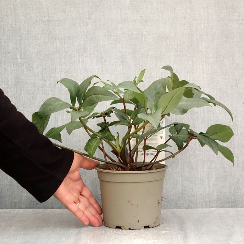 Amostra de Hellébore orientale ViV Wanda Vaso de 1 L/1,5 L tal como entregue no outono