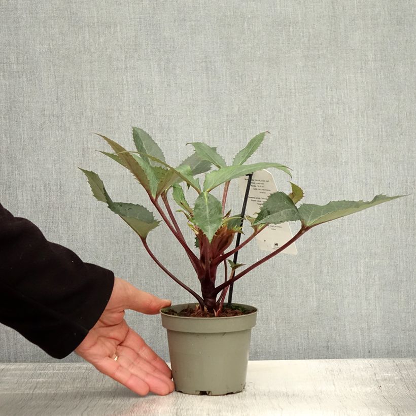 Amostra de Helleborus sternii Boughton Beauty Vaso de 1 L/1,5 L tal como entregue no outono