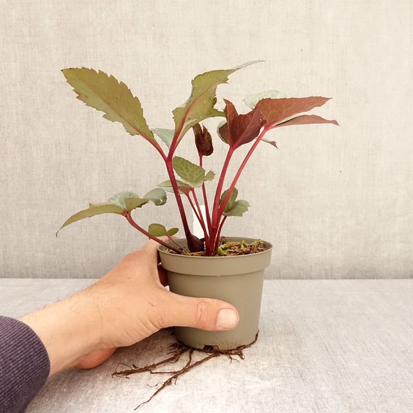 Amostra de Helleborus sternii Flame Vaso de 12 cm/13 cm tal como entregue na primavera