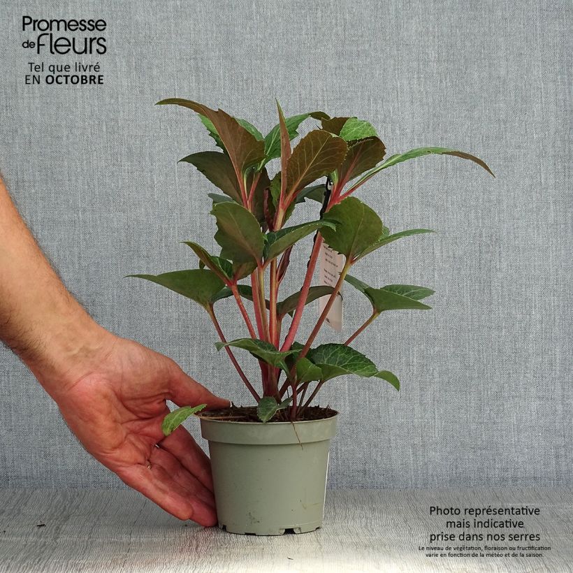 Amostra de Helleborus sternii Flame Vaso de 12 cm/13 cm tal como entregue no outono
