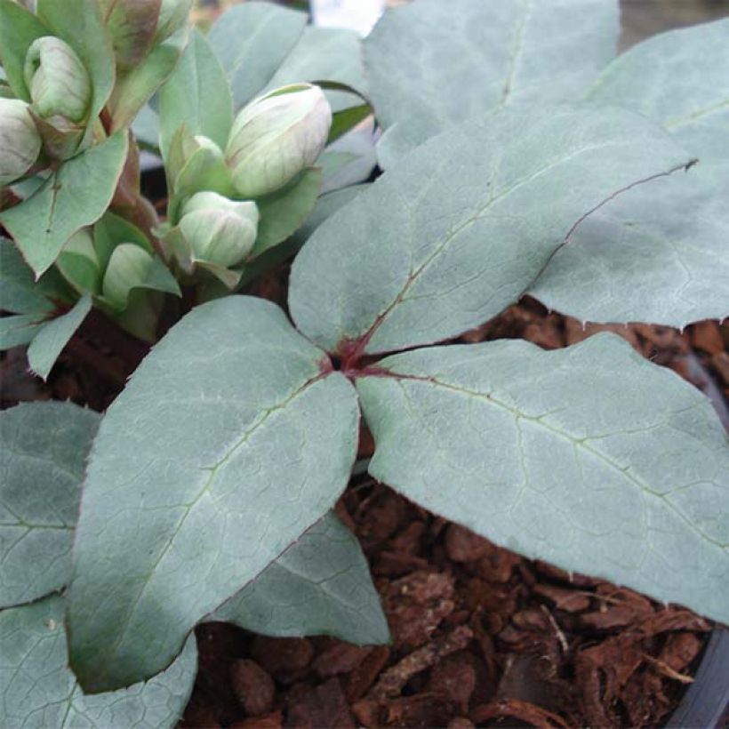 Helleborus sternii Grey Star (Folhagem)