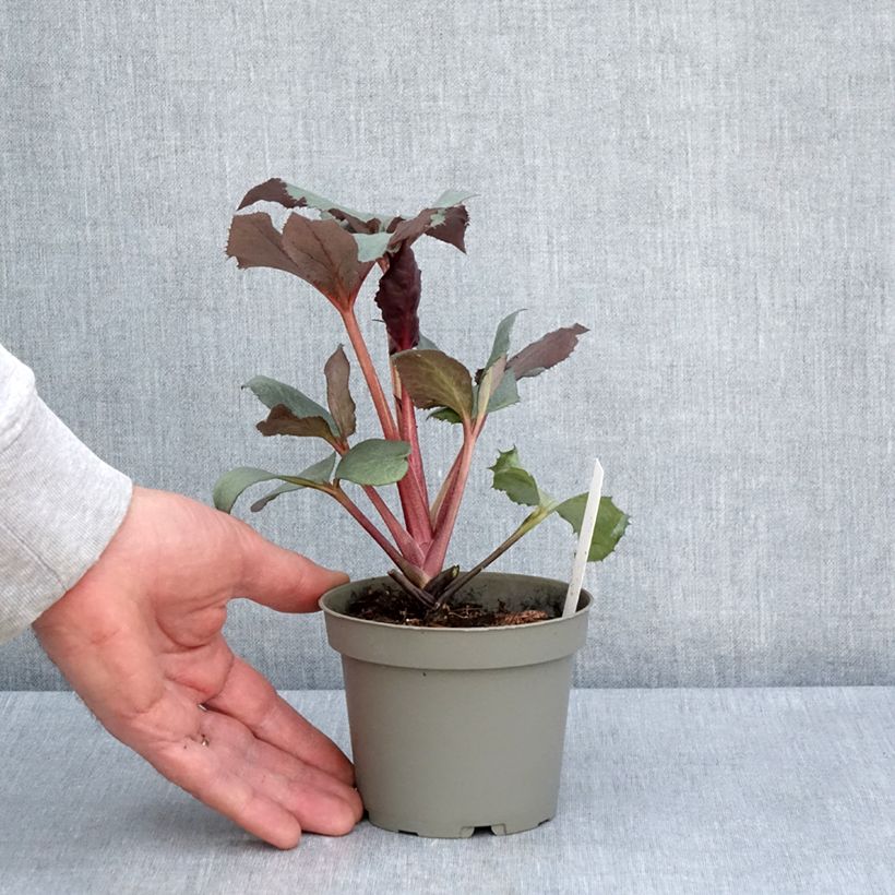 Amostra de Helleborus sternii Grey Star Vaso de 1 L/1,5 L tal como entregue na primavera