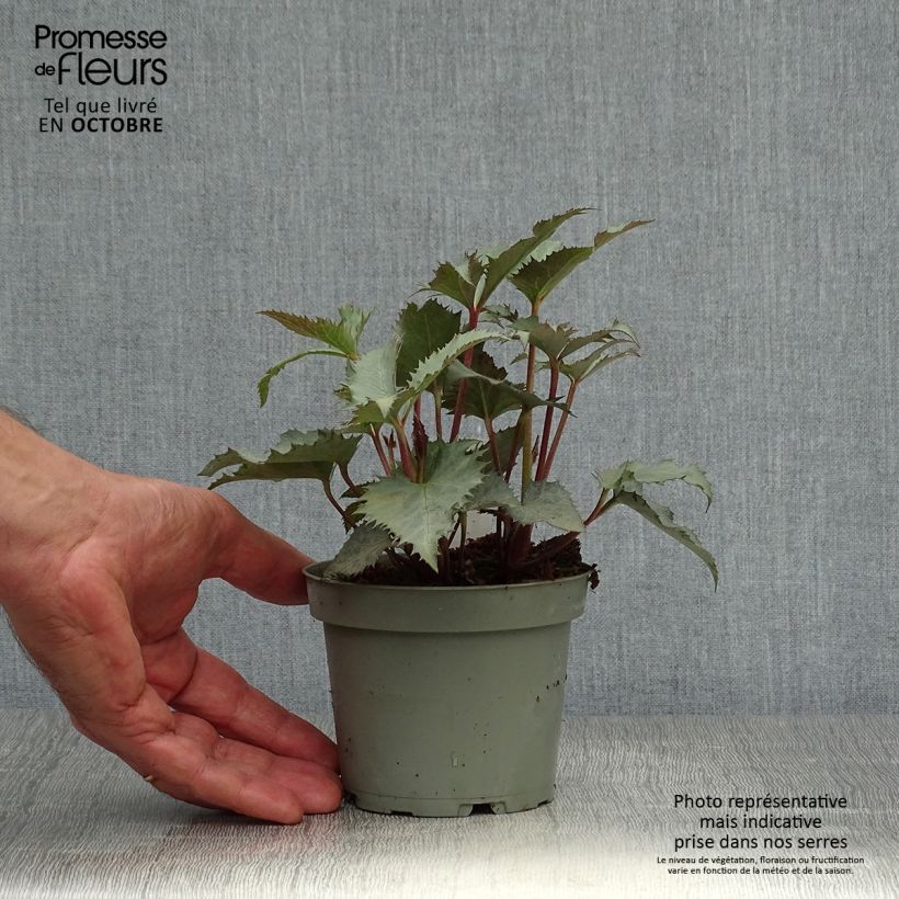 Amostra de Helleborus sternii Grey Star Vaso de 1 L/1,5 L tal como entregue no outono