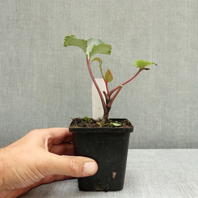 Amostra de Helleborus sternii - Heléboro rosa Vaso de 8/9 cm tal como entregue no verão