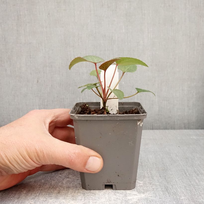 Amostra de Helleborus sternii - Heléboro rosa Vaso de 8/9 cm tal como entregue na primavera