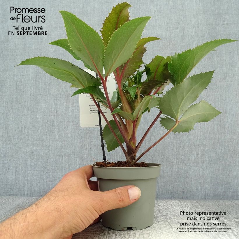 Amostra de Helleborus sternii - Heléboro rosa Vaso de 1 L/1,5 L tal como entregue no outono