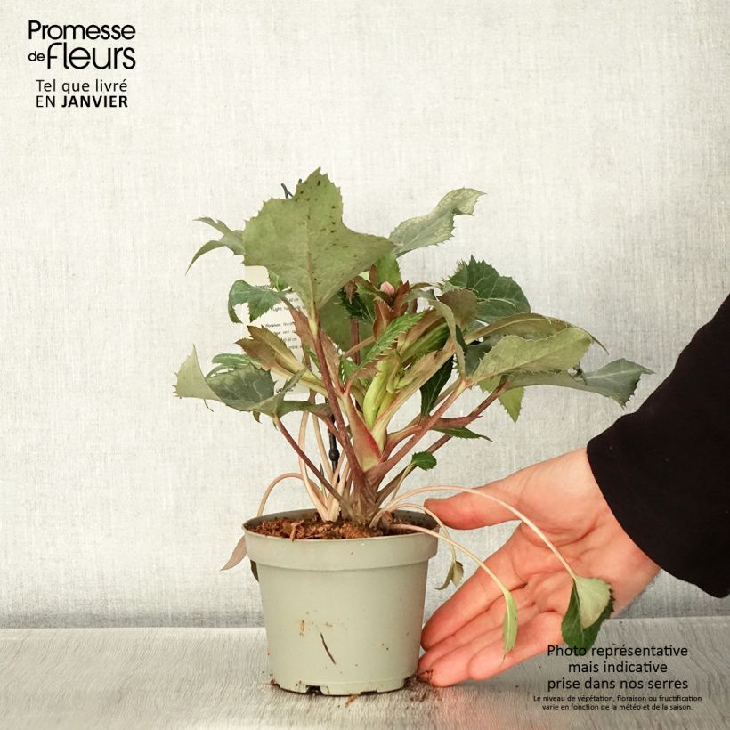 Amostra de Helleborus sternii - Heléboro rosa Vaso de 1 L/1,5 L tal como entregue no inverno