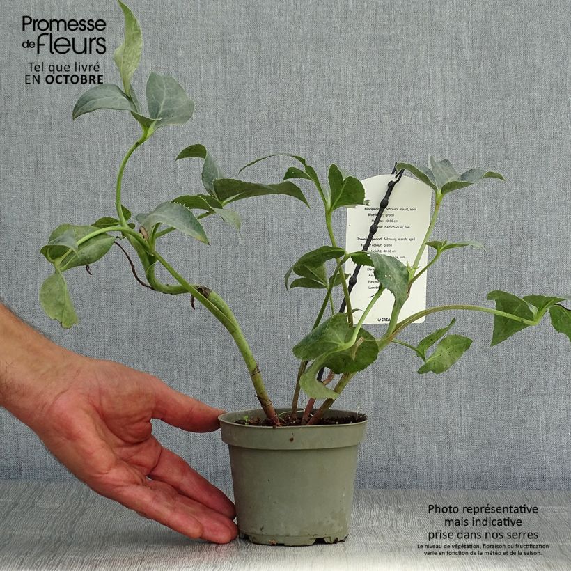 Amostra de Helleborus sternii Remi Vaso de 1 L/1,5 L tal como entregue no outono