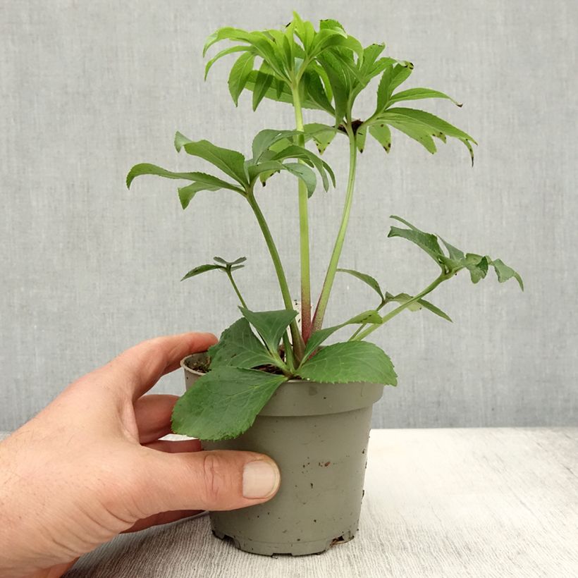 Amostra de Helleborus torquatus Party Dress Hybriden Vaso de 12 cm/13 cm tal como entregue no outono