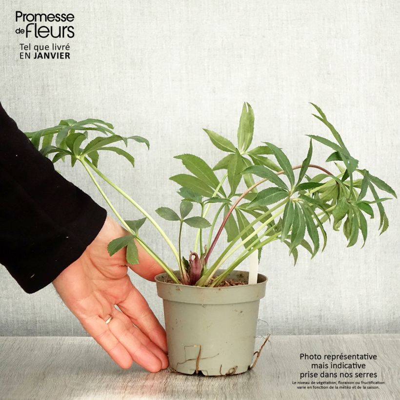 Amostra de Hellébore torquatus Party Dress Hybriden Vaso de 12 cm/13 cm tal como entregue no inverno