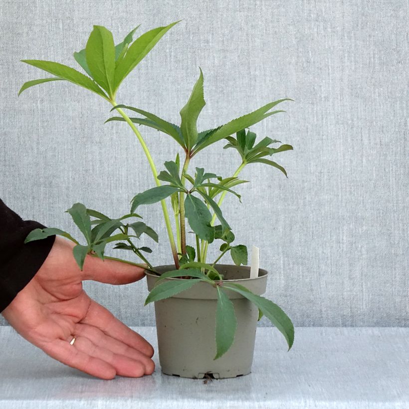 Amostra de Helleborus torquatus Party Dress Hybriden Vaso de 1 L/1,5 L tal como entregue na primavera