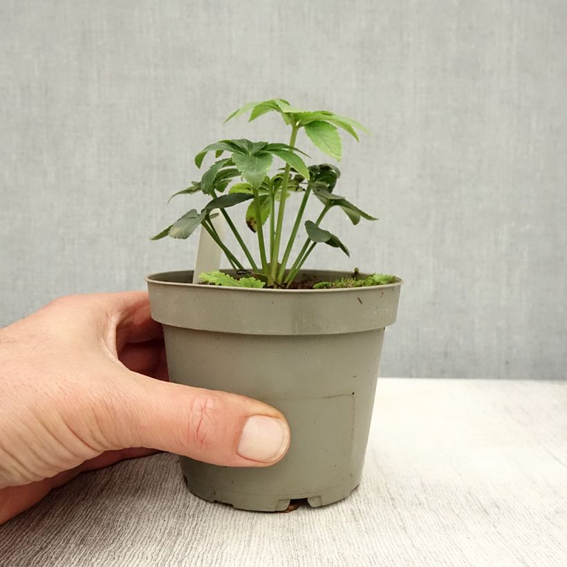 Amostra de Helleborus torquatus Vaso de 12 cm/13 cm tal como entregue no outono