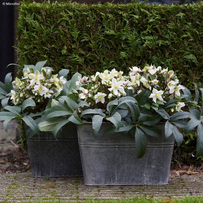 Helleborus orientalis ViV Wanda (Hábito)