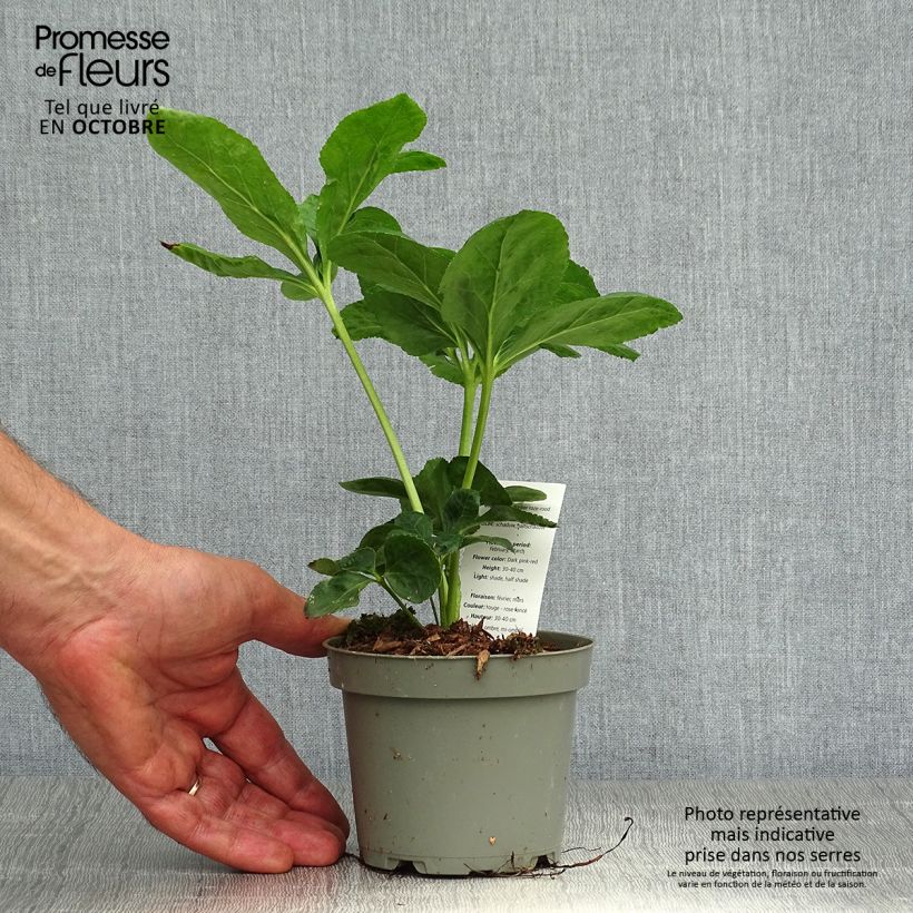 Amostra de Helleborus orientalis subsp. abchasicus Vaso de 12 cm/13 cm tal como entregue no outono