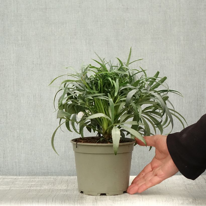 Amostra de Helleborus foetidus Sopron Vaso de 1 L/1,5 L tal como entregue no outono