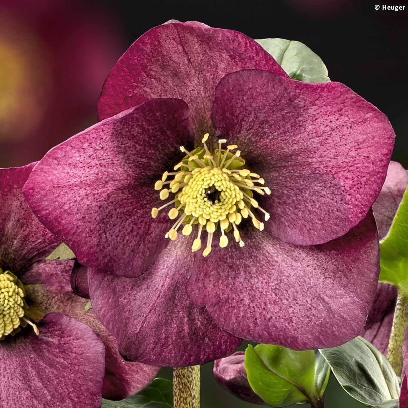 Helleborus lemperii Leila (Floração)