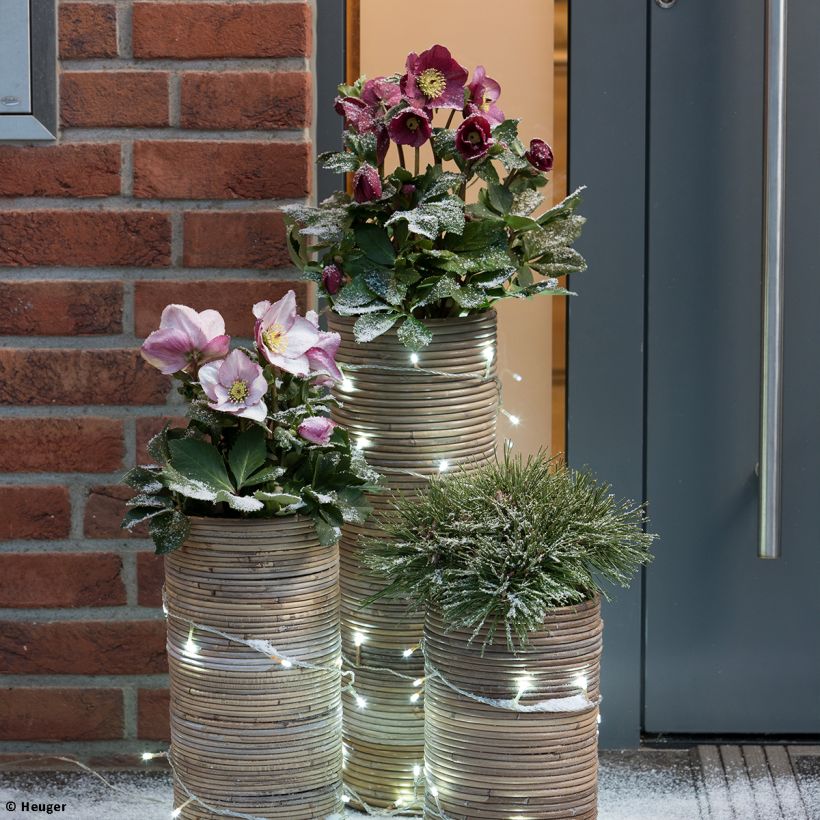 Helleborus lemperii Leila (Hábito)