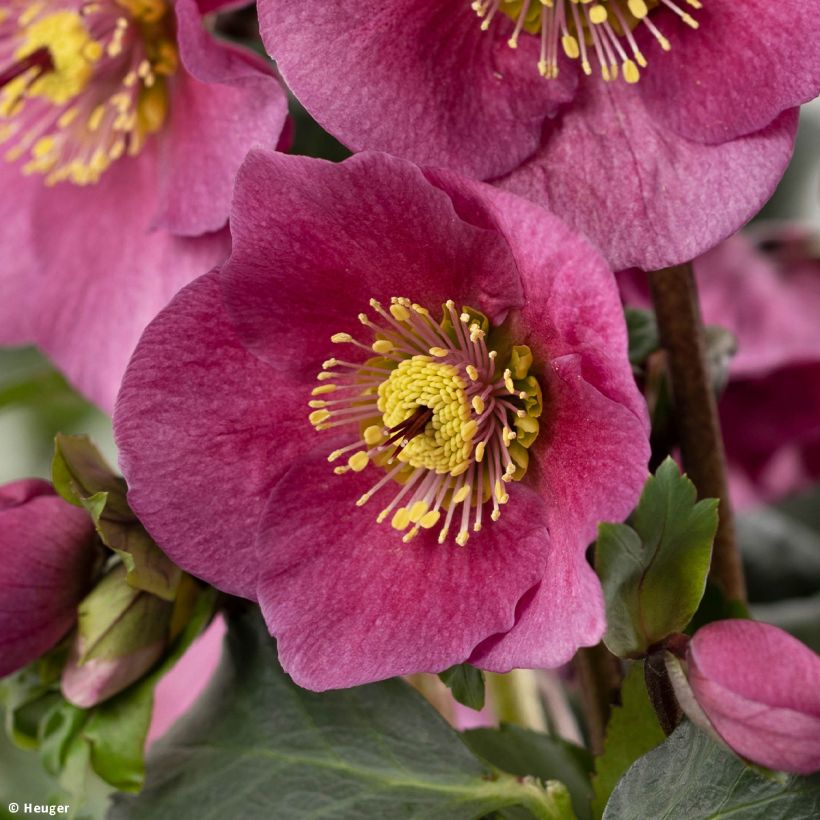 Helleborus lemperii Lenia (Floração)