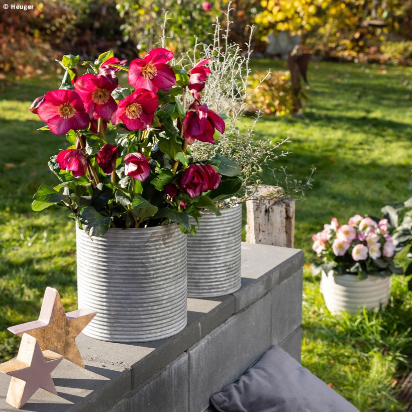 Helleborus lemperii Leona (Hábito)