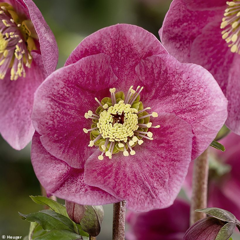 Helleborus lemperii Liah (Floração)