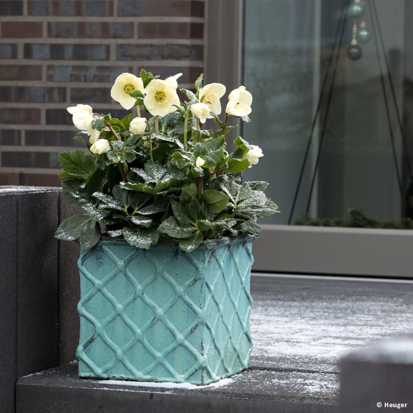 Helleborus lemperii Linda (Hábito)