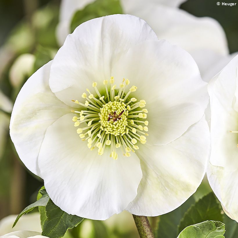 Helleborus lemperii Linn (Floração)