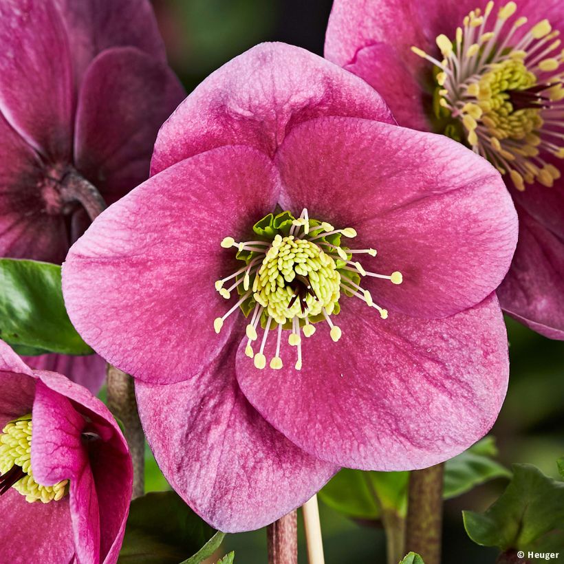 Helleborus lemperii Lulu (Floração)