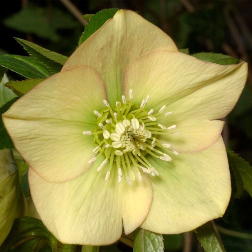 Helleborus orientalis Magic Apricot guttatus (Floração)