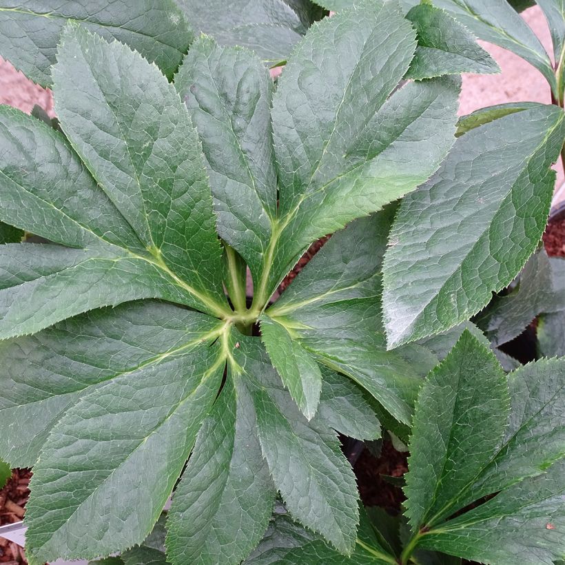 Helleborus orientalis Magic Rouge (Folhagem)