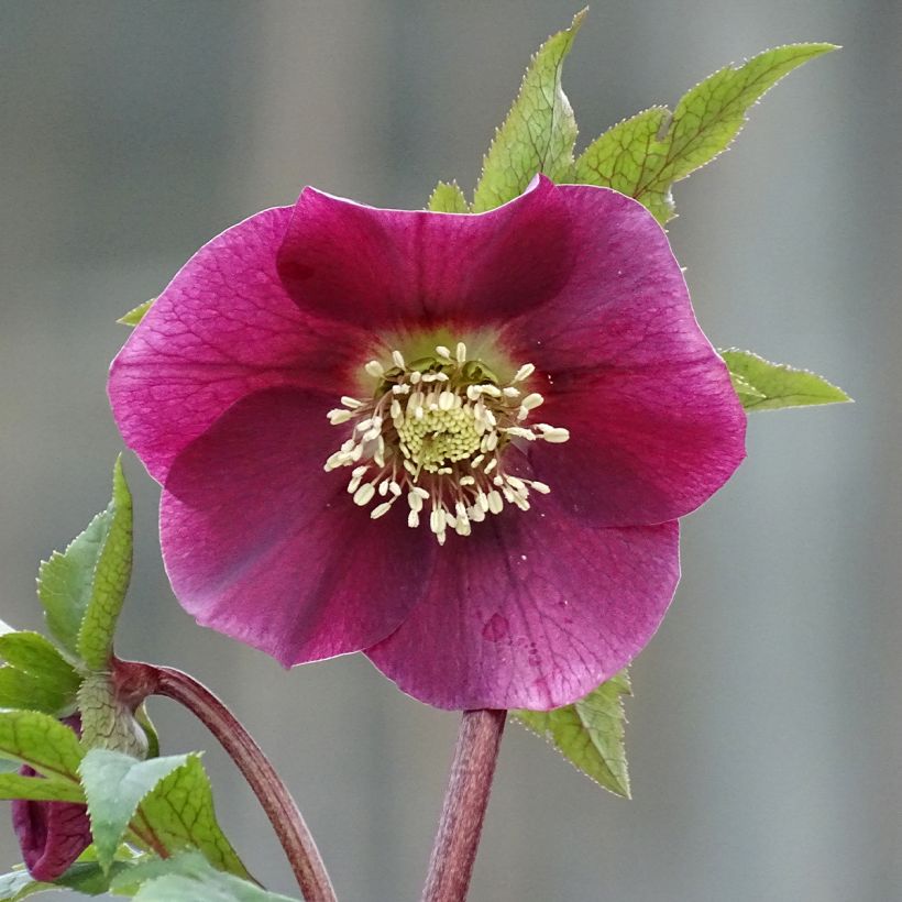 Helleborus orientalis Magic Rouge (Floração)