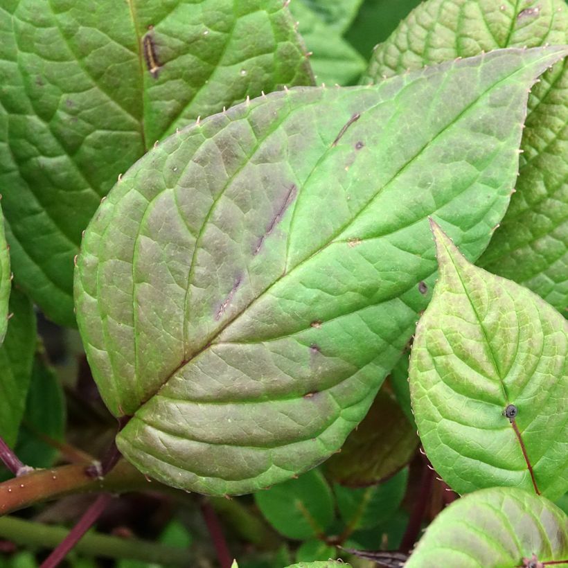 Helwingia japonica fêmea (Folhagem)