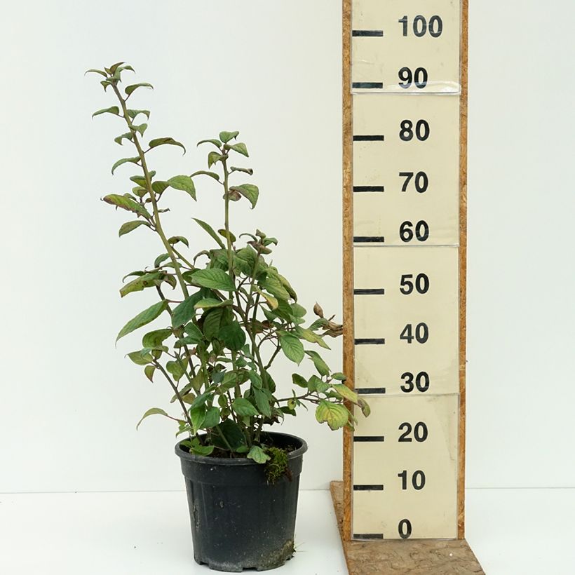 Amostra de Helwingia japonica fêmea Vaso de 7,5 L/10 L tal como entregue no verão