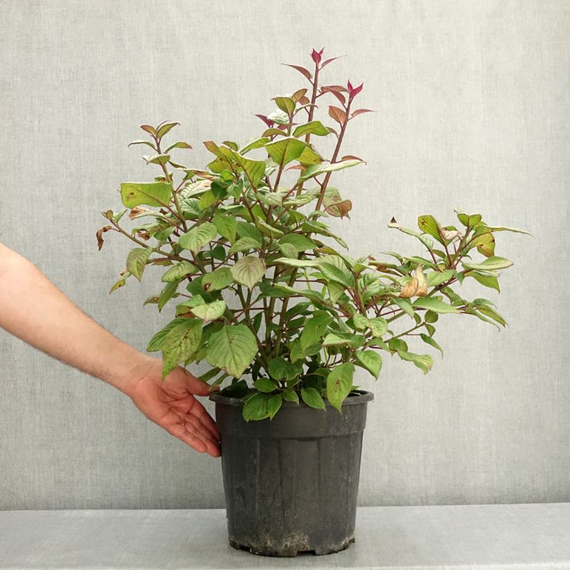 Amostra de Helwingia japonica fêmea Vaso de 7,5 L/10 L tal como entregue na primavera