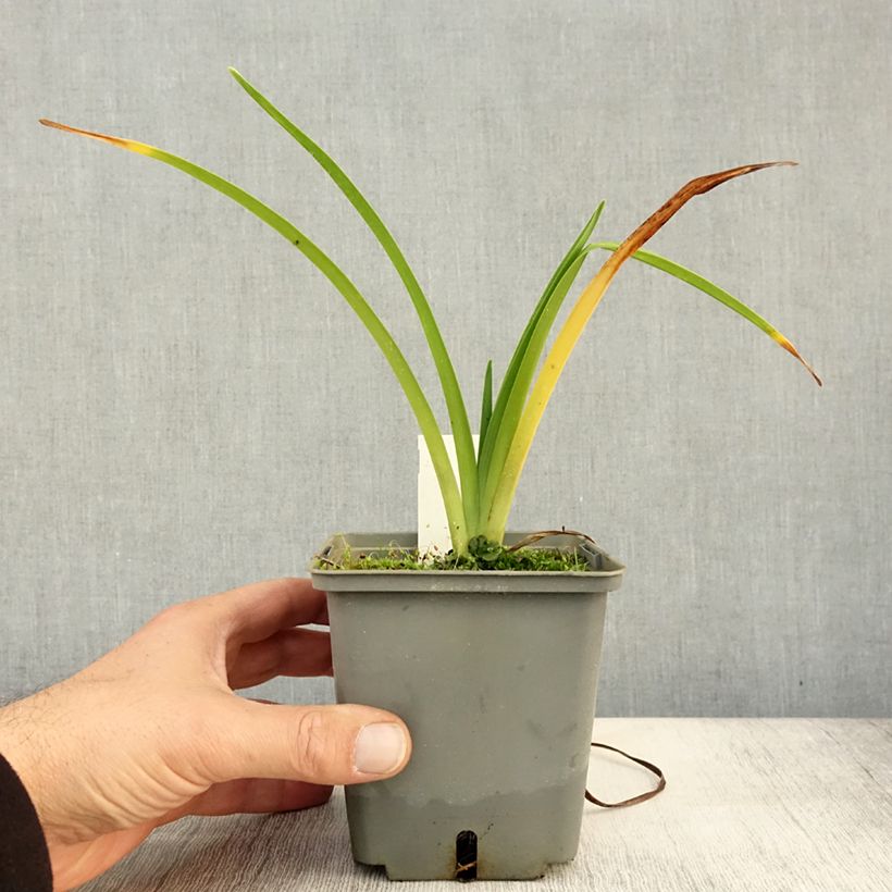 Amostra de Hemerocallis Alaqua Vaso de 1 L/1,5 L tal como entregue no outono