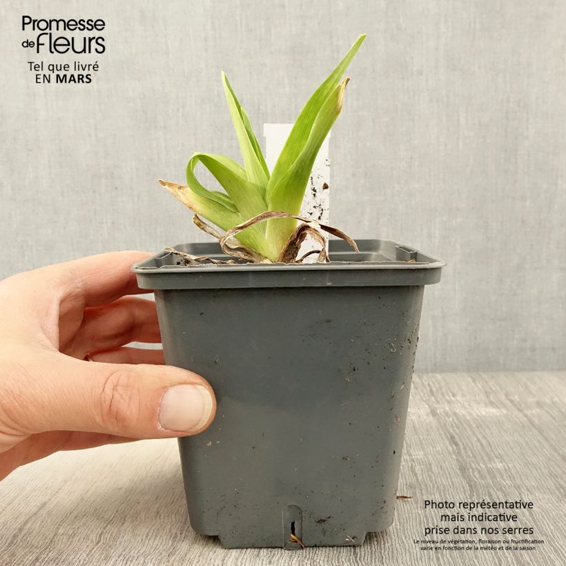 Amostra de Hemerocallis Alaqua Vaso de 1 L/1,5 L tal como entregue na primavera