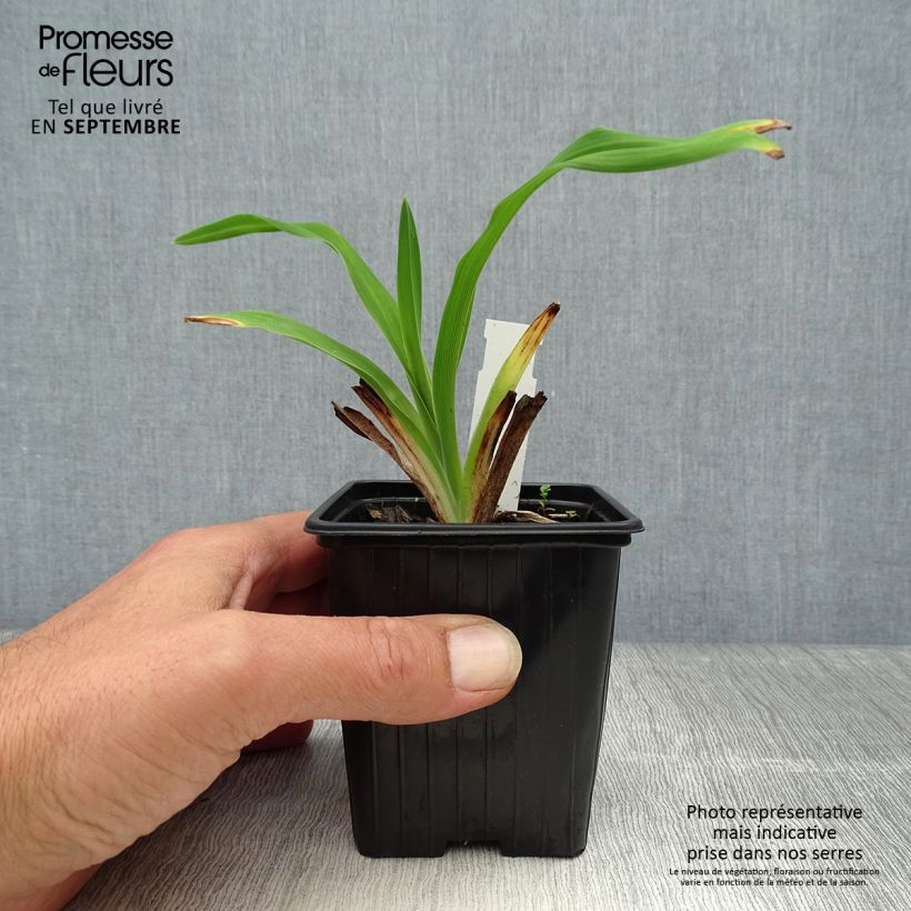 Amostra de Hemerocallis American Revolution Vaso de 8/9 cm tal como entregue no outono