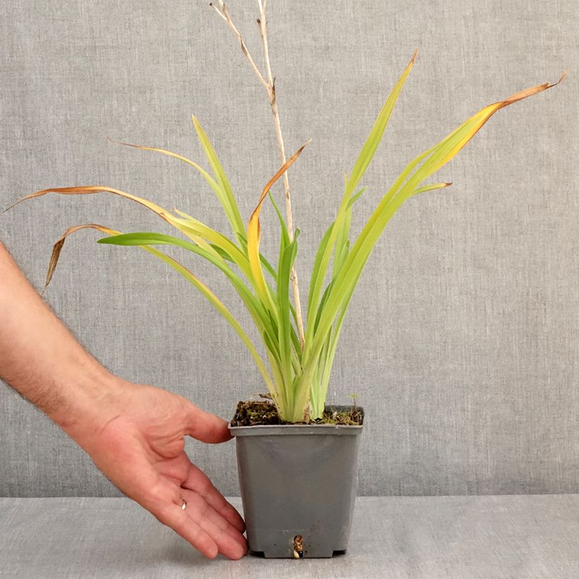 Amostra de Hemerocallis Amerstone Amethyst Jewel Vaso de 1 L/1,5 L tal como entregue no verão