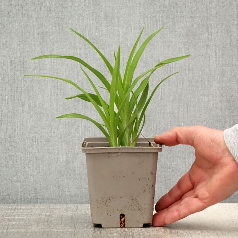 Amostra de Hemerocallis Amerstone Amethyst Jewel Vaso de 1 L/1,5 L tal como entregue na primavera